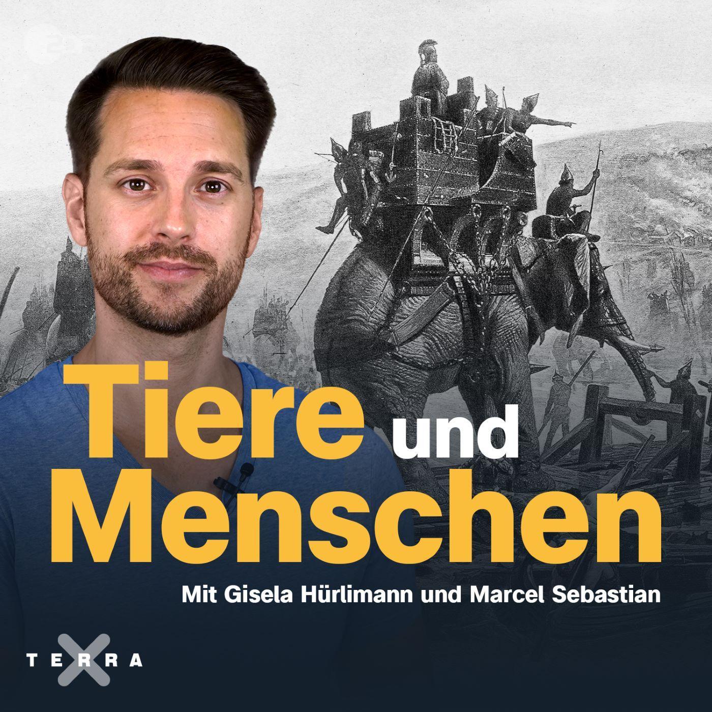 Terra X History - Der Podcast