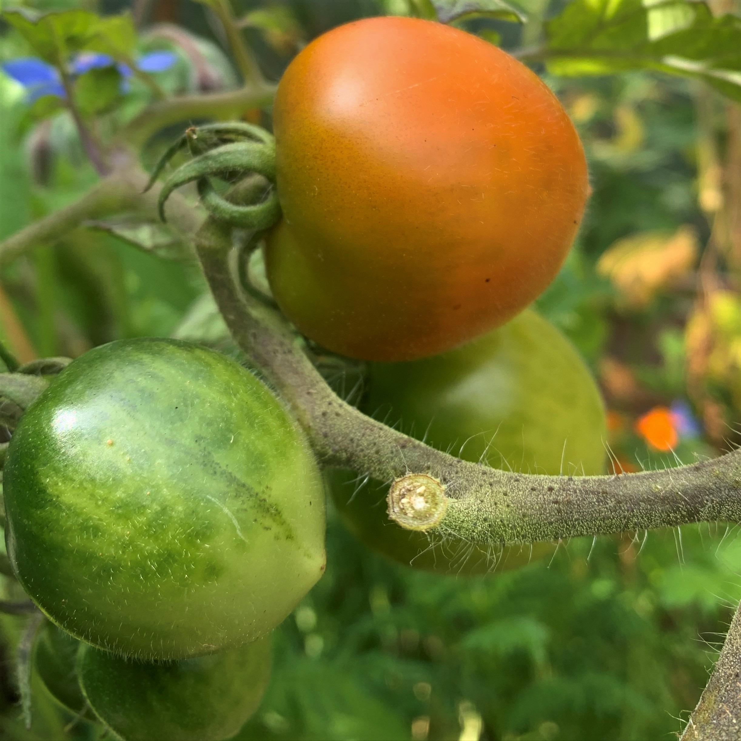 Unterwegs im Permakulturgarten