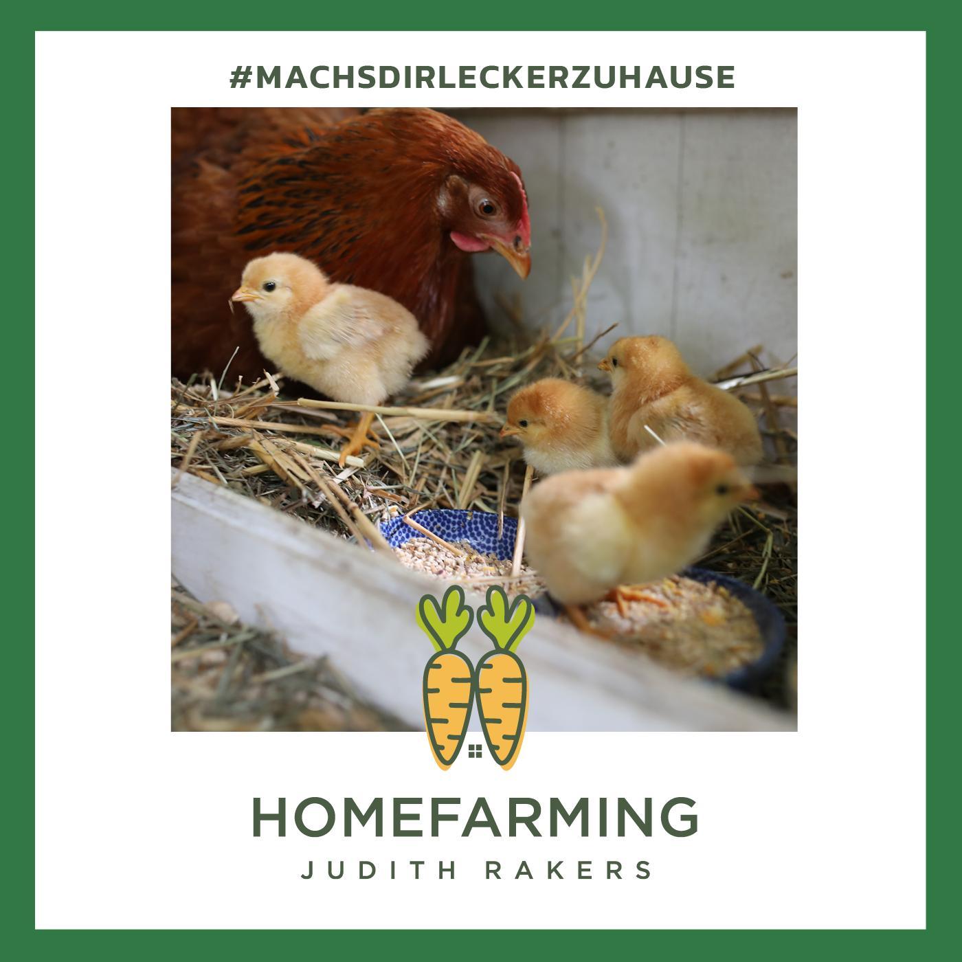 #8 - MAI: Kräuterbeet anlegen und Tomaten ausgeizen + Das Wunder der Naturbrut + Lecker Holunderblüten #8 - MAI: Kräuterbeet anlegen und Tomaten ausgeizen + Das Wunder der Naturbrut + Lecker Holunderblüten