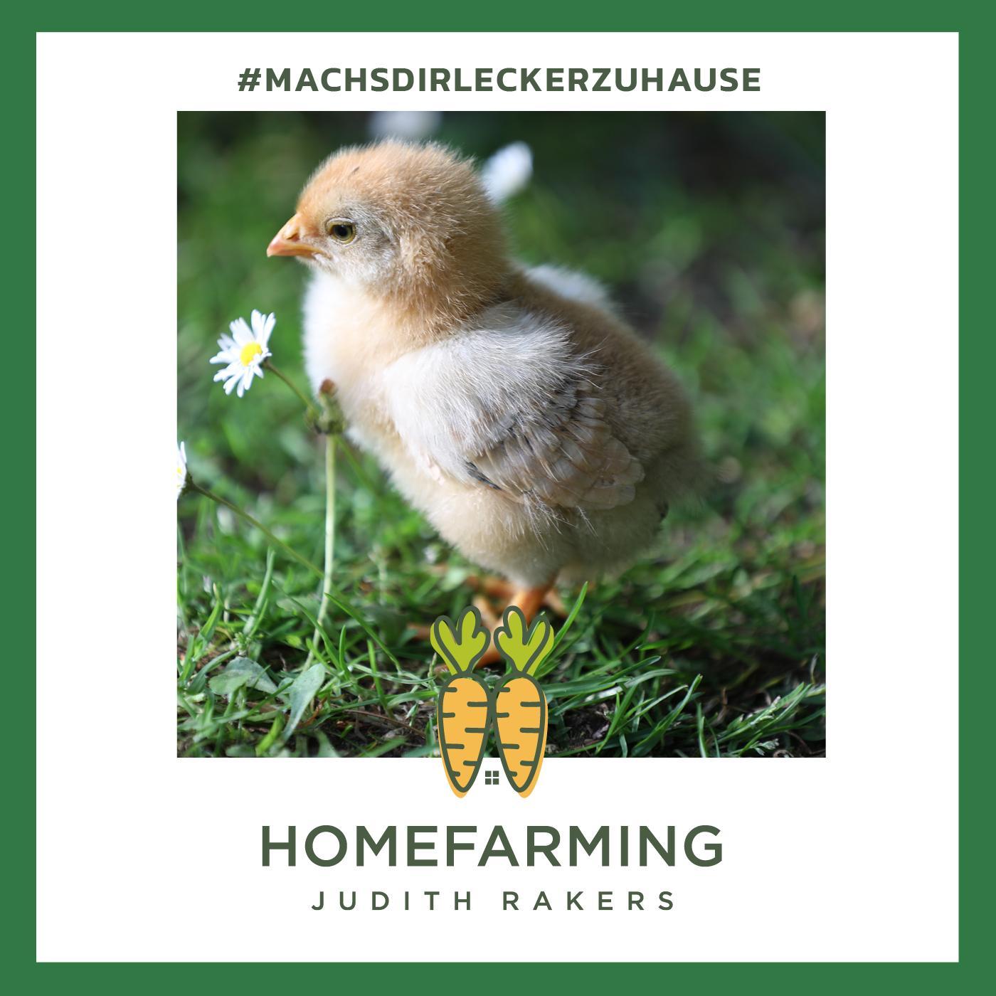 #9 - Juni: Kurzes Gemüse-Update + Flausch-Special: Küken aus dem Brutapparat + Lecker Mangold #9 - Juni: Kurzes Gemüse-Update + Flausch-Special: Küken aus dem Brutapparat + Lecker Mangold