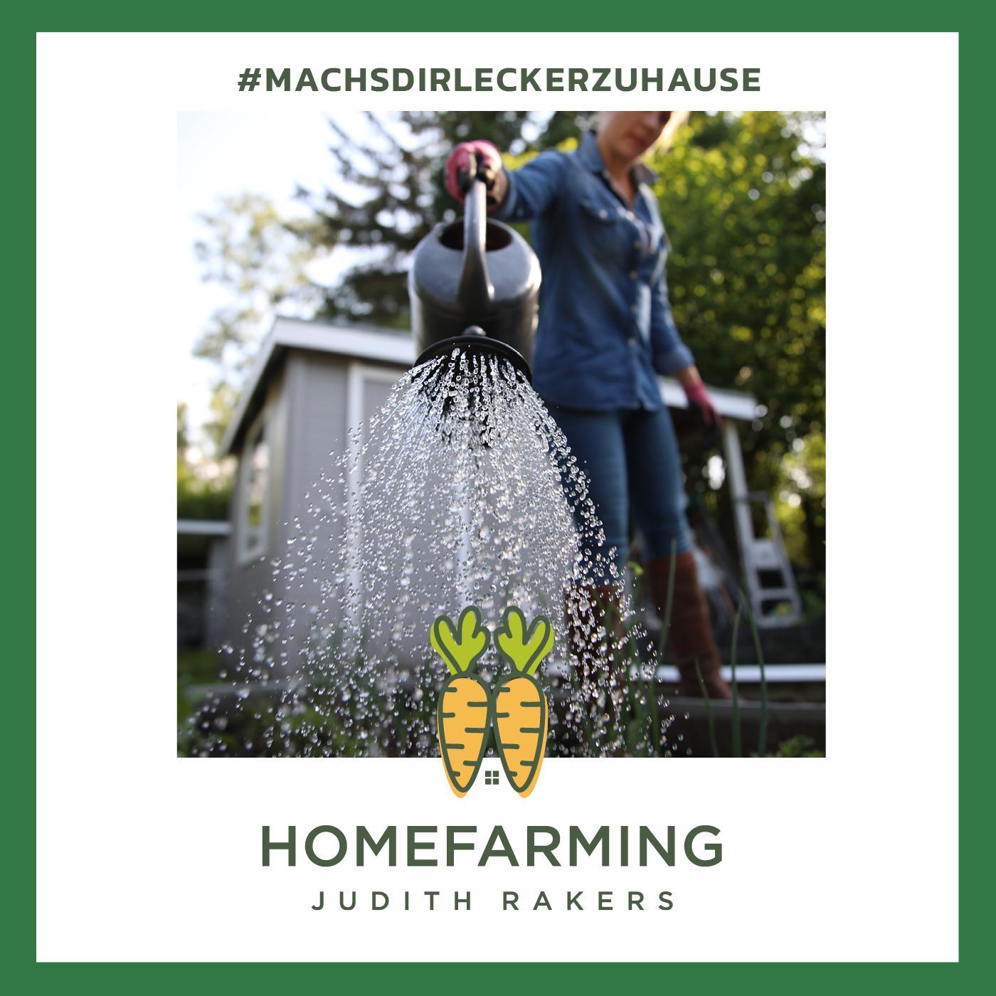 #11 - Juli: Sommerhitze im Gemüsegarten + Hühner und Hitze + lecker Zucchini