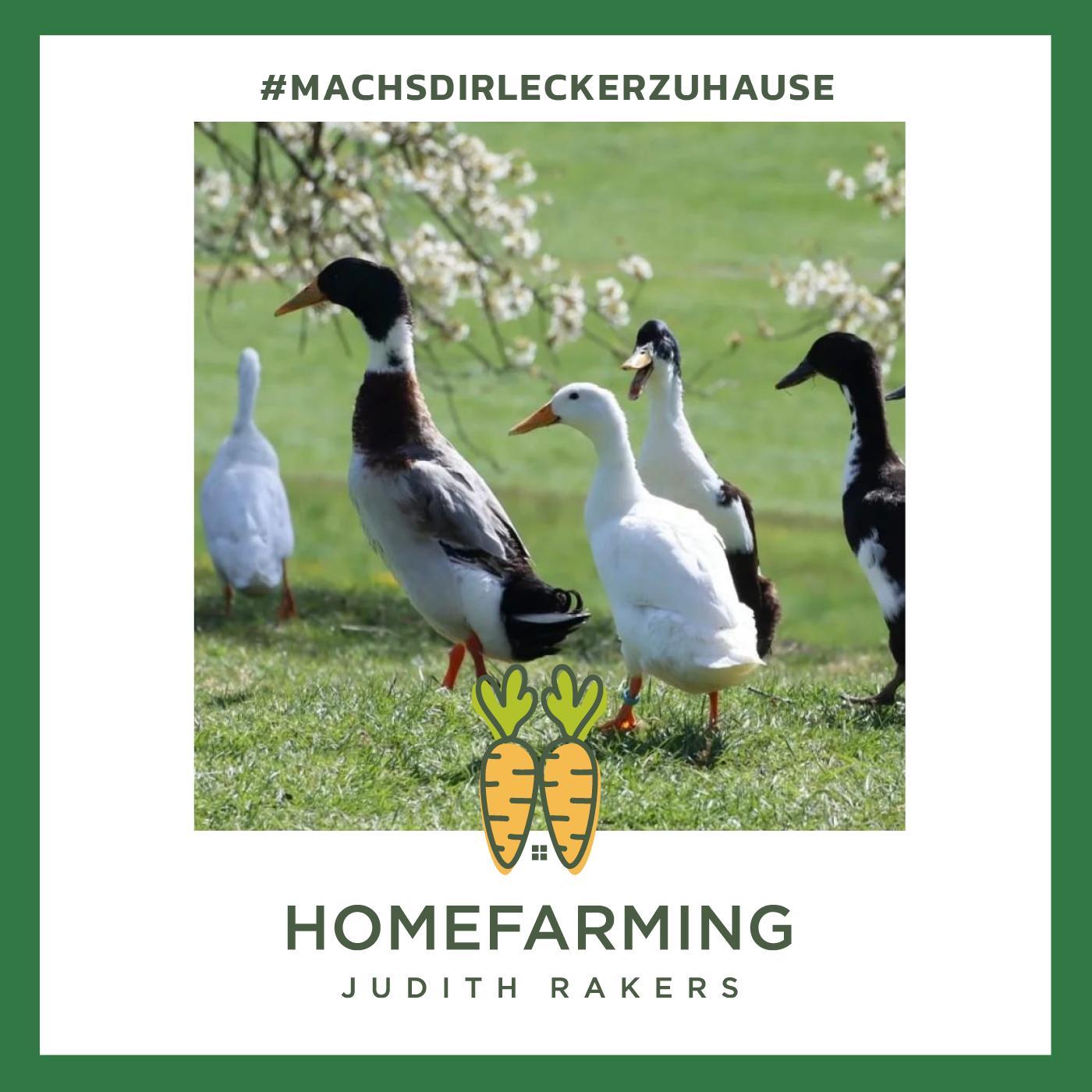 #15 - September: Schnecken-Special: Zu Gast ist Laufenten-Verleiherin Amelie Lindner aus der Schweiz #15 - September: Schnecken-Special: Zu Gast ist Laufenten-Verleiherin Amelie Lindner aus der Schweiz