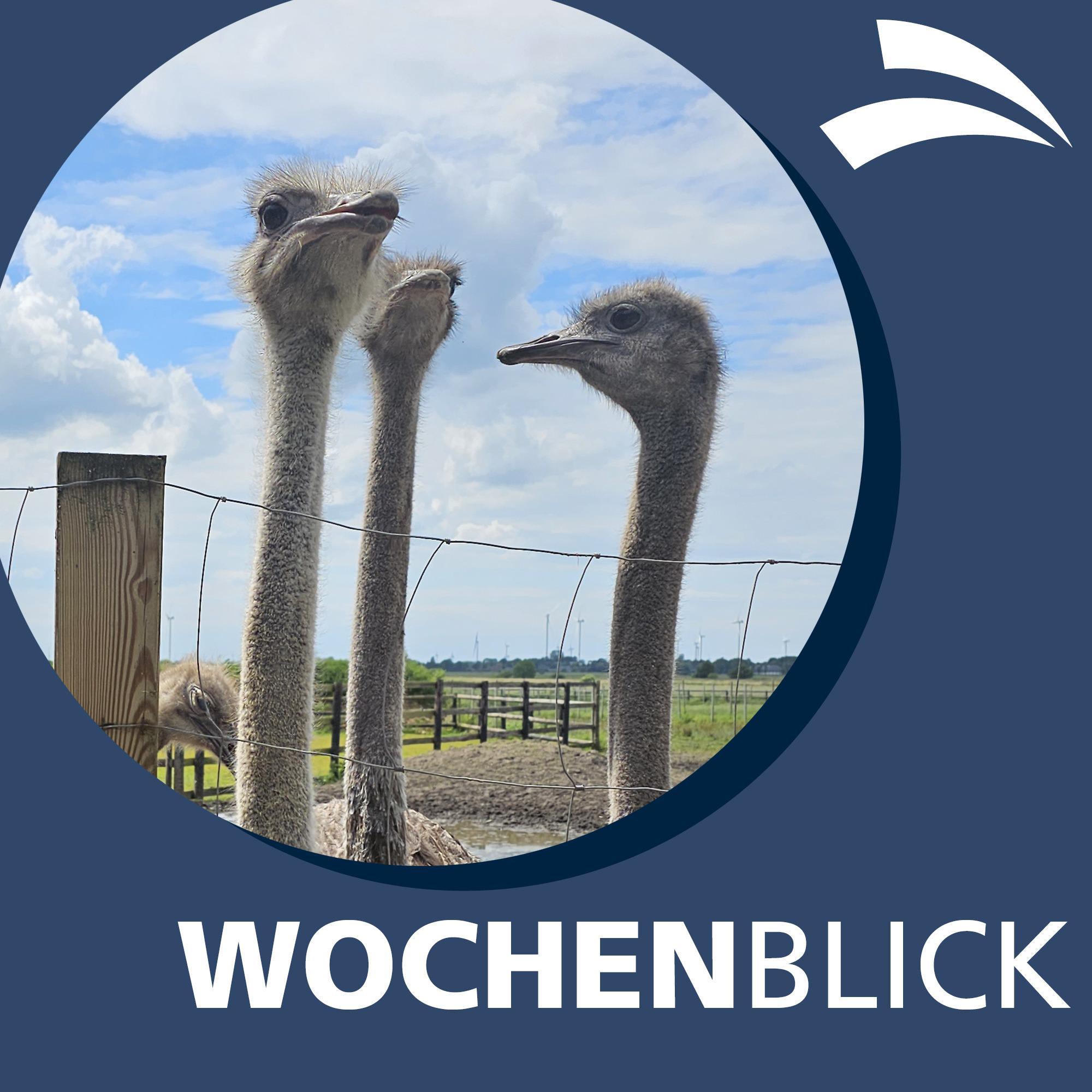 Wochenblick