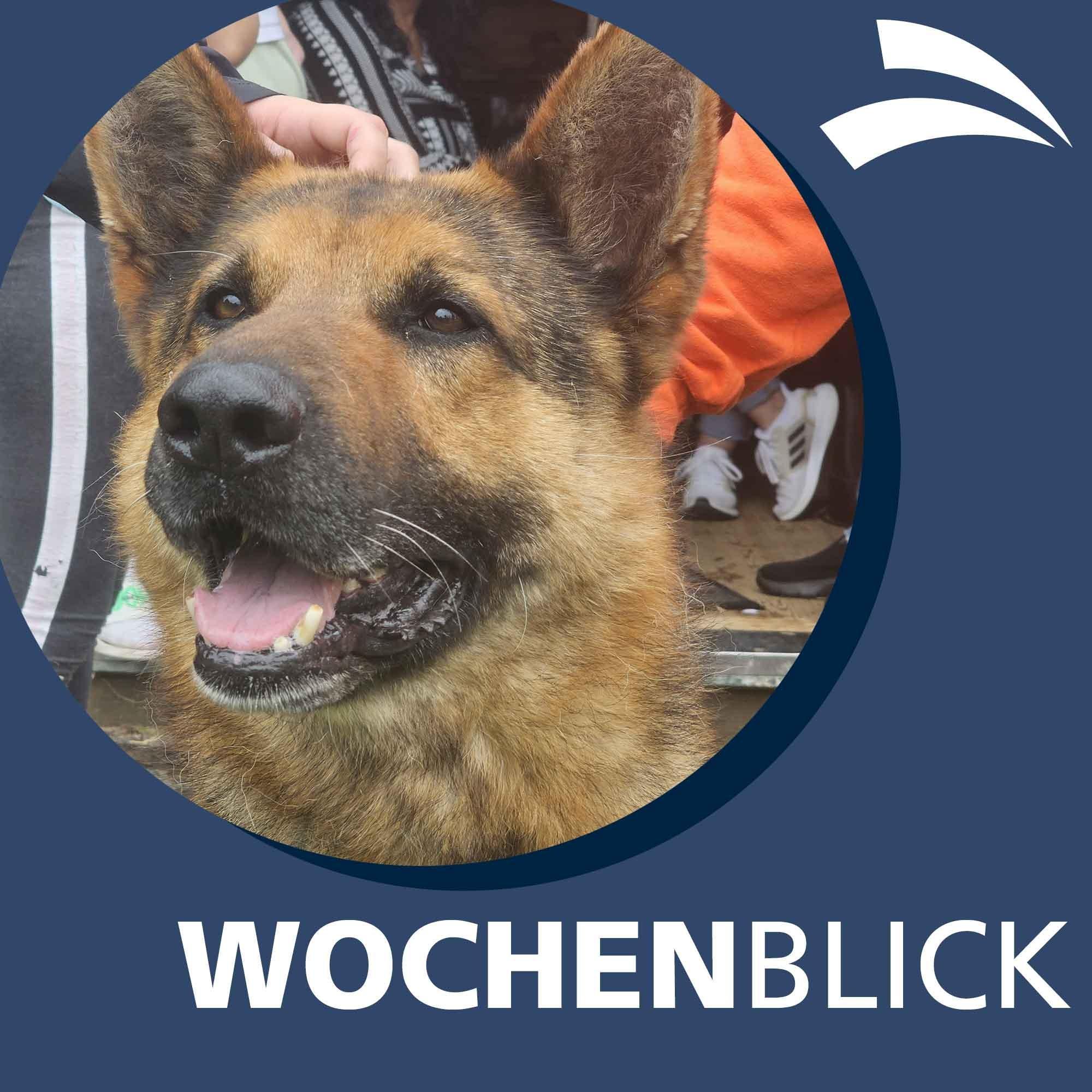 Wochenblick