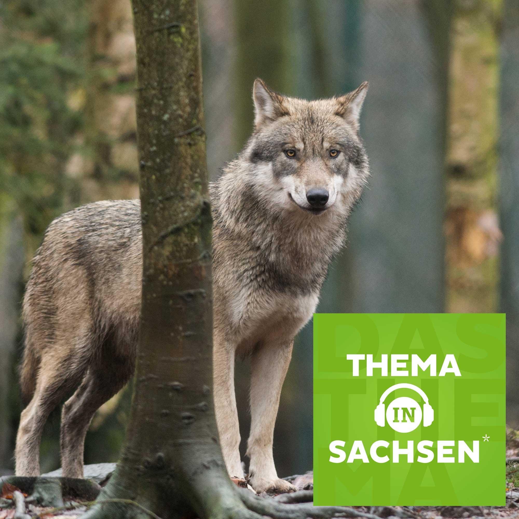 Thema in Sachsen