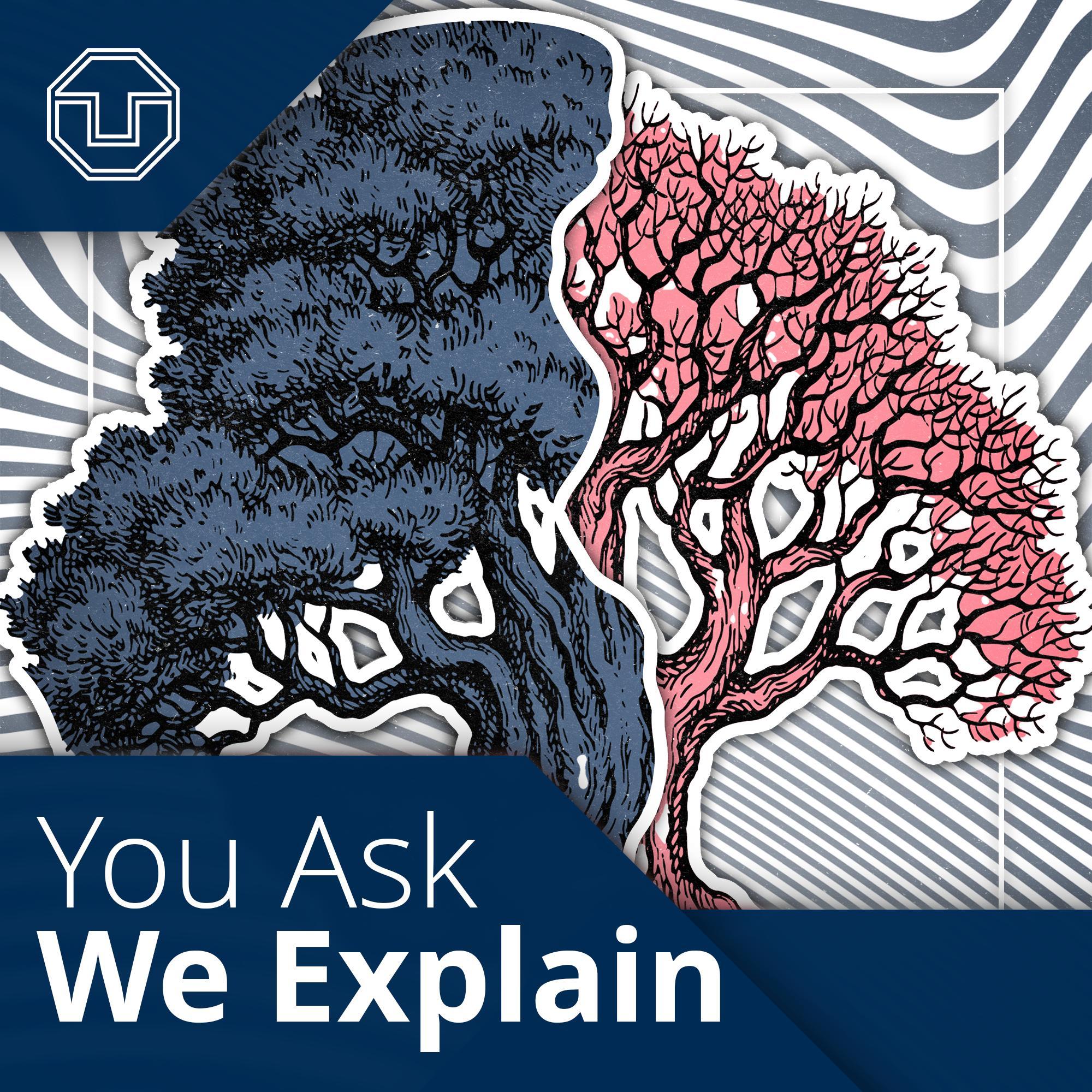 You Ask We Explain