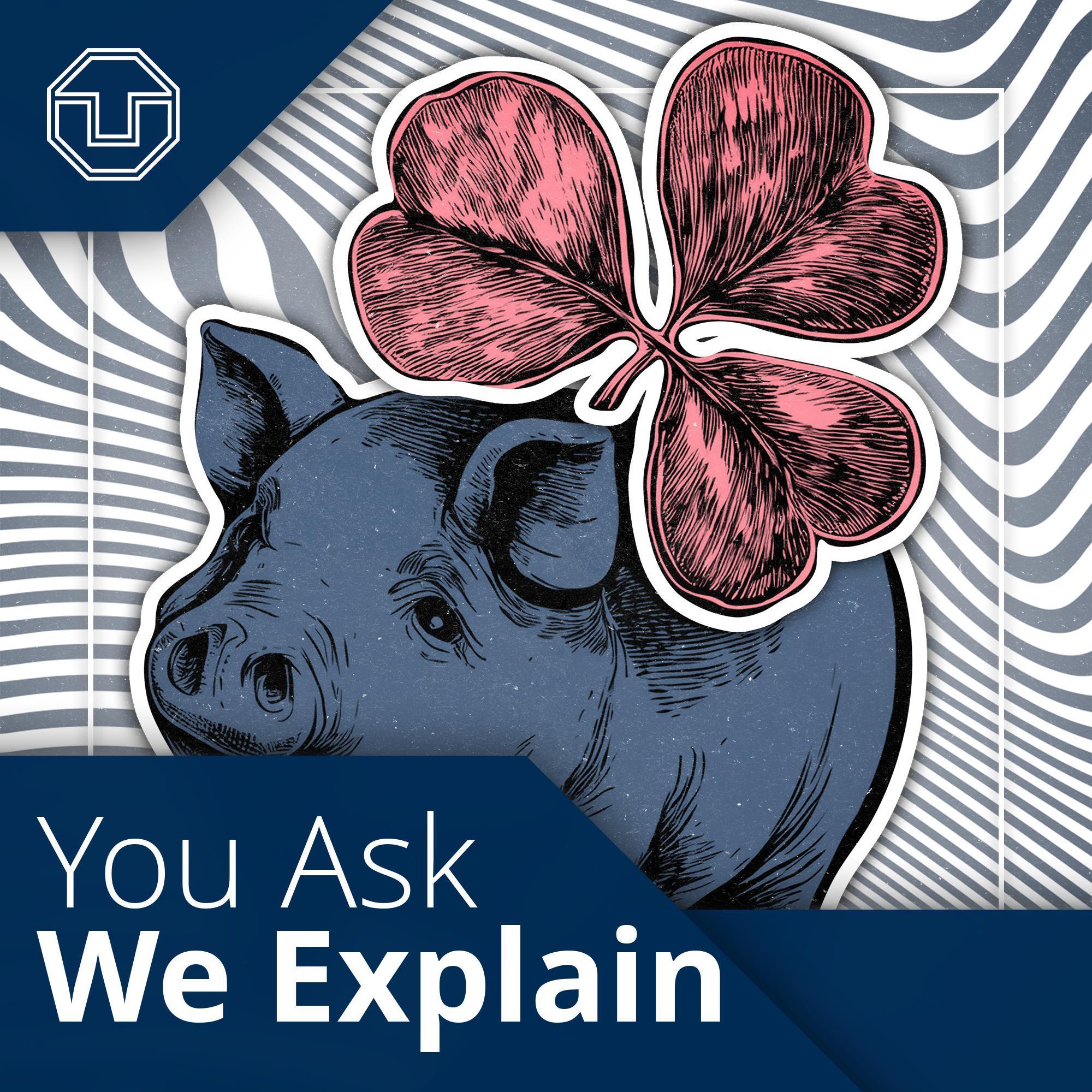 You Ask We Explain