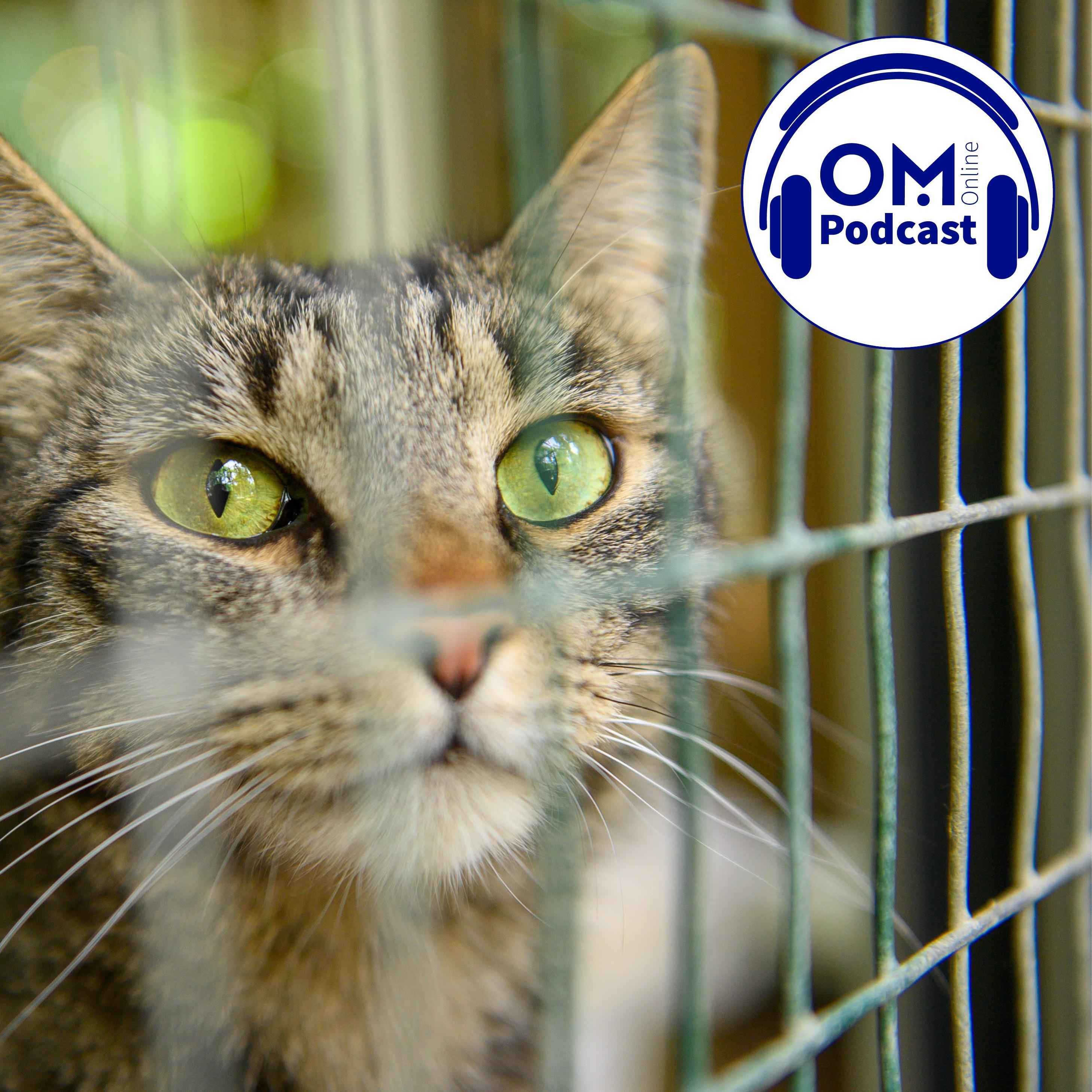 OM-Online-Podcast