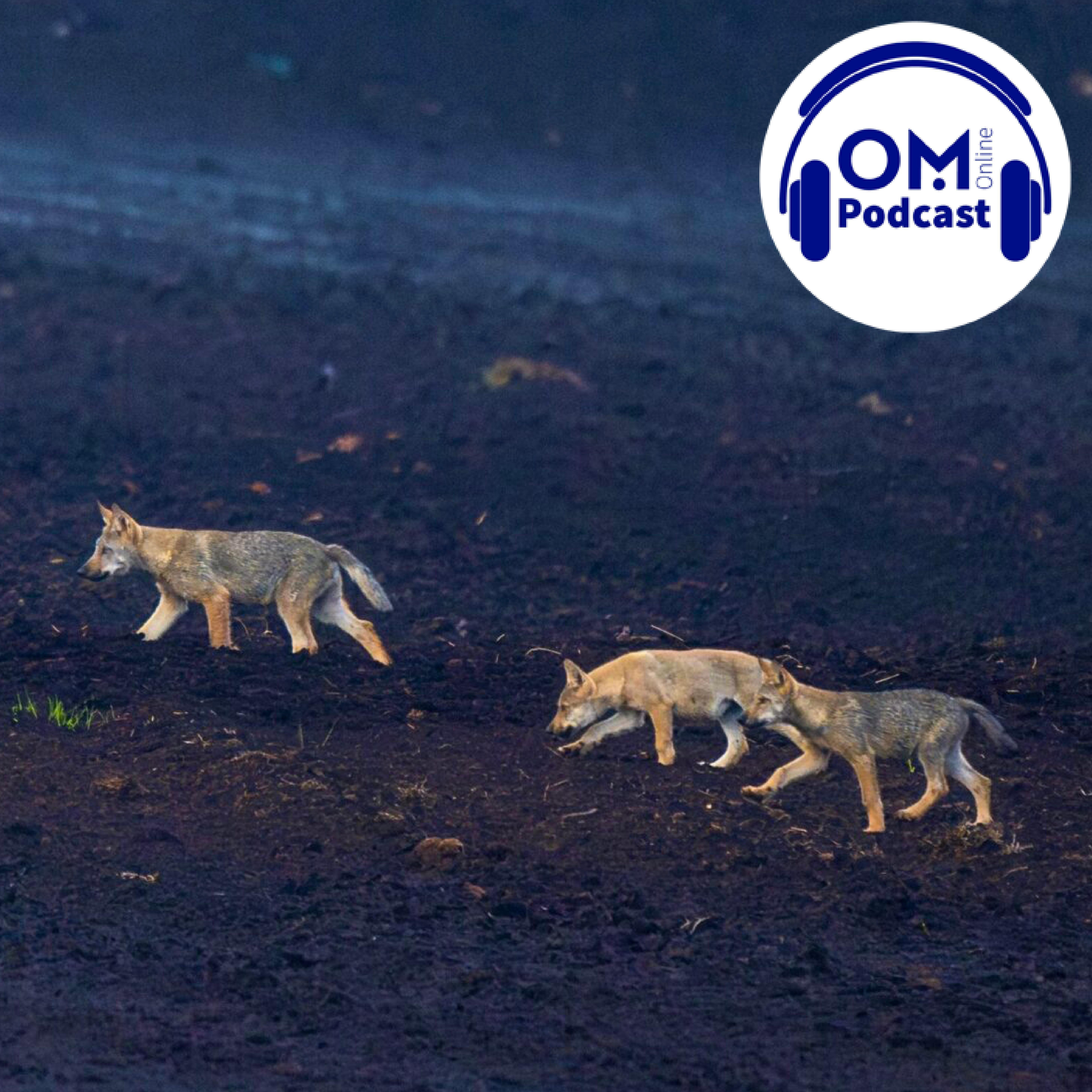 Ist die Schonzeit für den Wolf jetzt vorbei? Episode 177 episode artwork