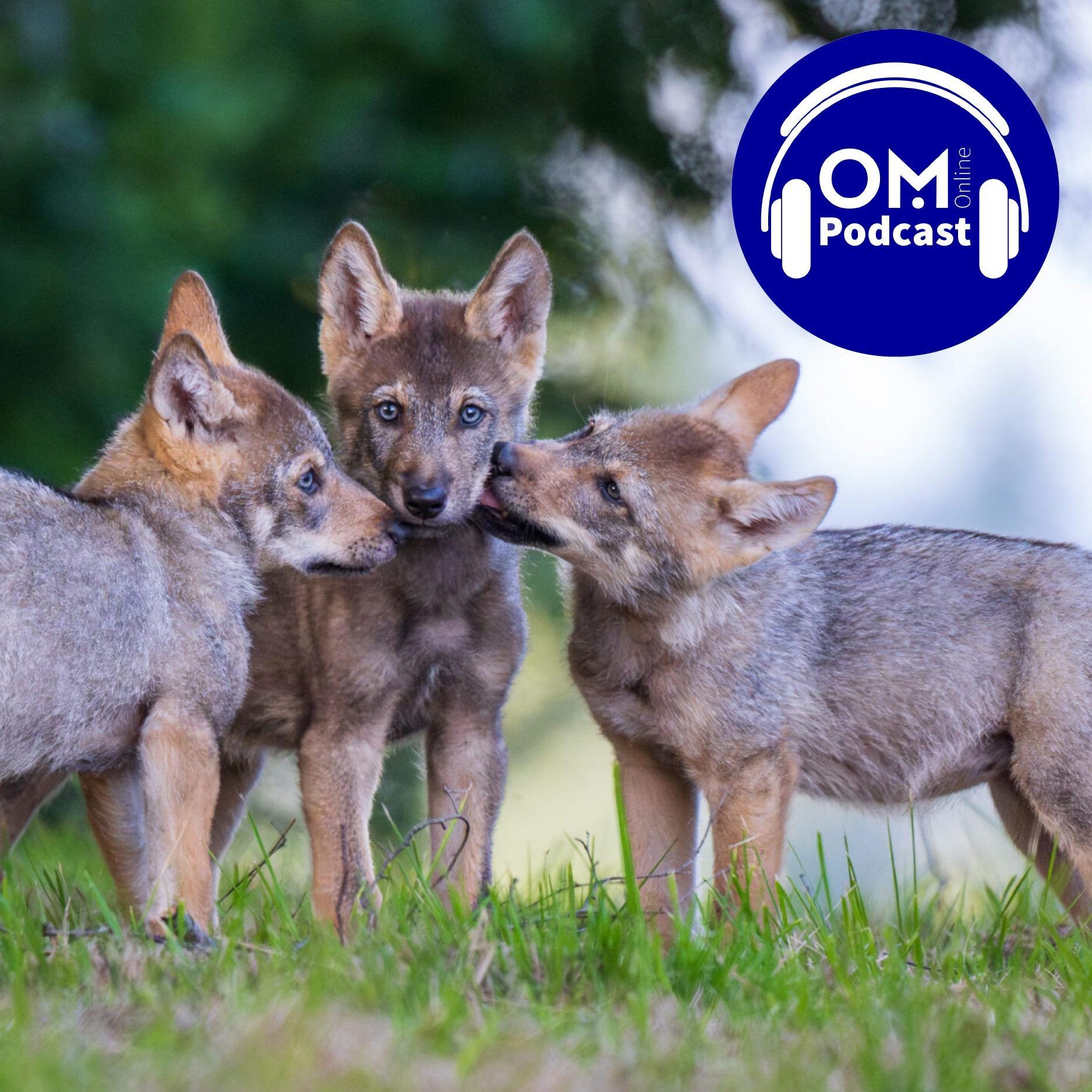 OM-Online-Podcast